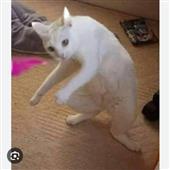 Vàn