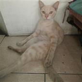 chú 
