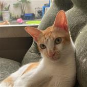 tiệ