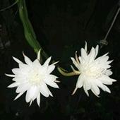 Thần