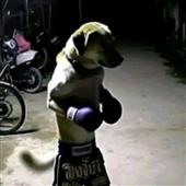 Cá 