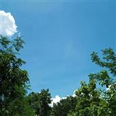 Tố c