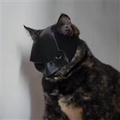 7 ch