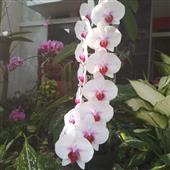 Giải