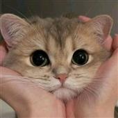 câu