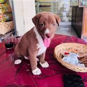Giải
