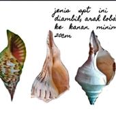 Bách