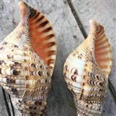 Vũ H