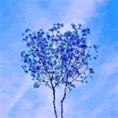 HỔ T