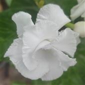 đội 