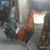 Mẹo