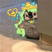 Pok