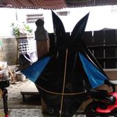 Trự
