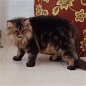 Cờ b