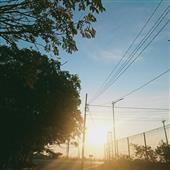 Trực