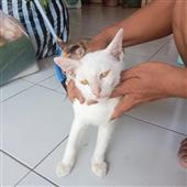 Kho