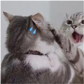 trà