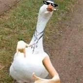 Dòn