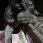 Kèo 