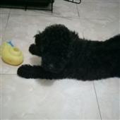 Địa