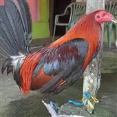 7 ch