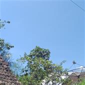 Chiê