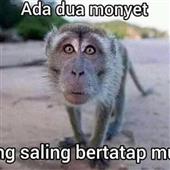 Roul