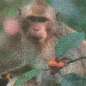Lịc