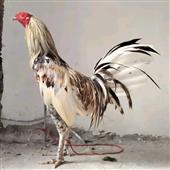 Đá 