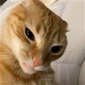 Vòng