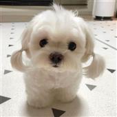 nảy