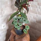 Giải