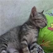 Số l