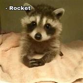 Chi