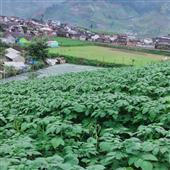 Đánh