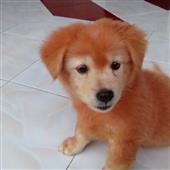 Cờ c