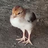 Đêm 