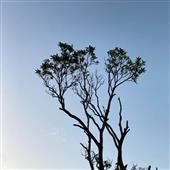 Nêu 