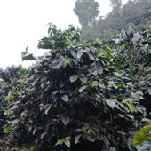 Phỉn