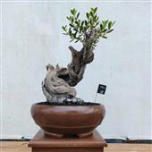 Ngầ