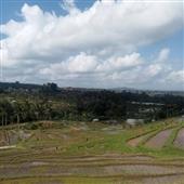 Tân 