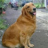 Tran