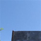Mật