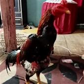 For