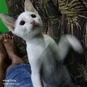 HỔ T