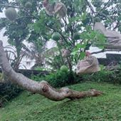 Sự t
