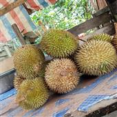 Tỷ 