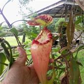 Sự 
