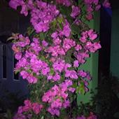 Nhận