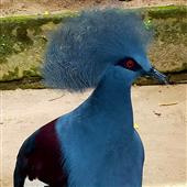 Đội 